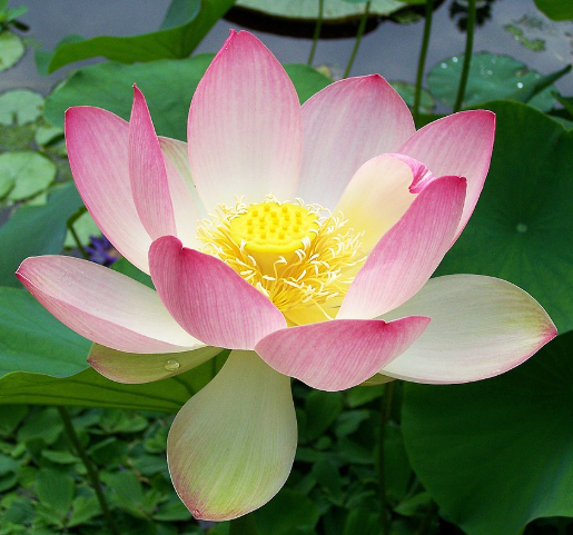Lotus